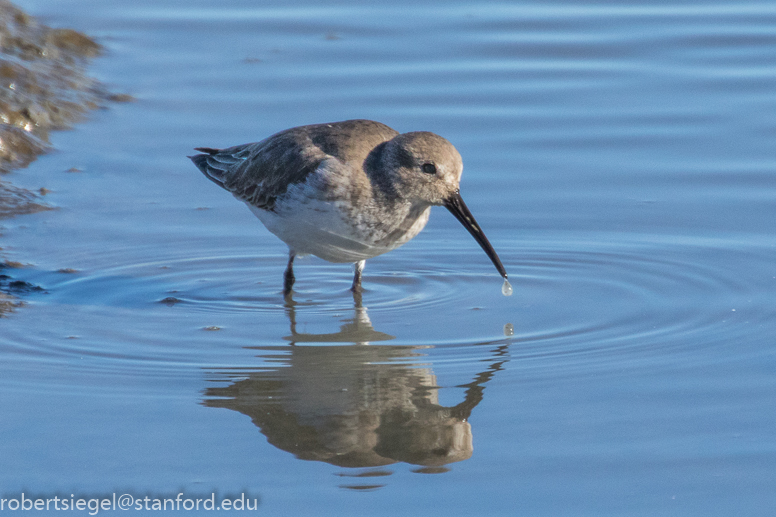 baylands